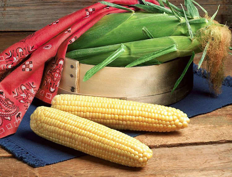 Caudill Seed Asprire Attribute Ii Sweet Corn Caudill Seed Asprire Attribute Ii Sweet Corn