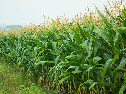 Field Corn Seed - Caudill Seed Company