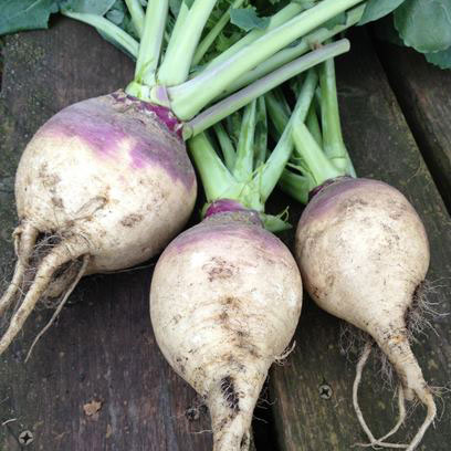 American Purple Top Rutabaga Seed - Caudill Seed Company