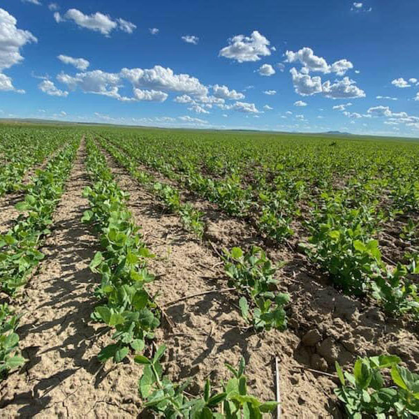 Austrian Winter Pea Seed- Wholesale - Caudill Seed Company