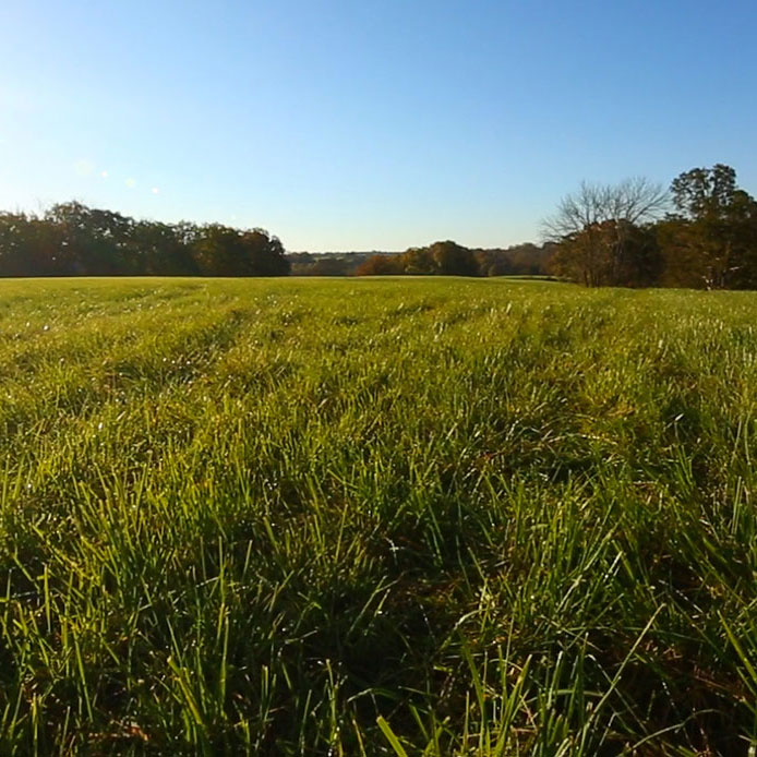 BAR OPTIMA PLUS E34 TALL FESCUE SEED 25 LB