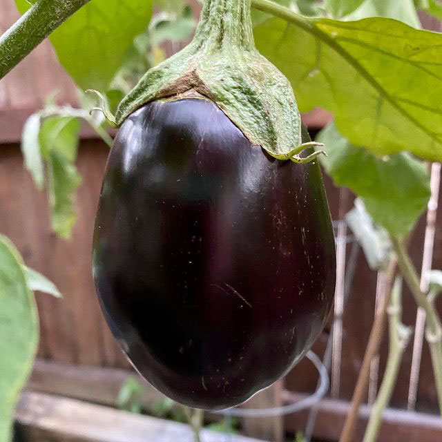 Black Beauty Eggplant Seed - Caudill Seed Company