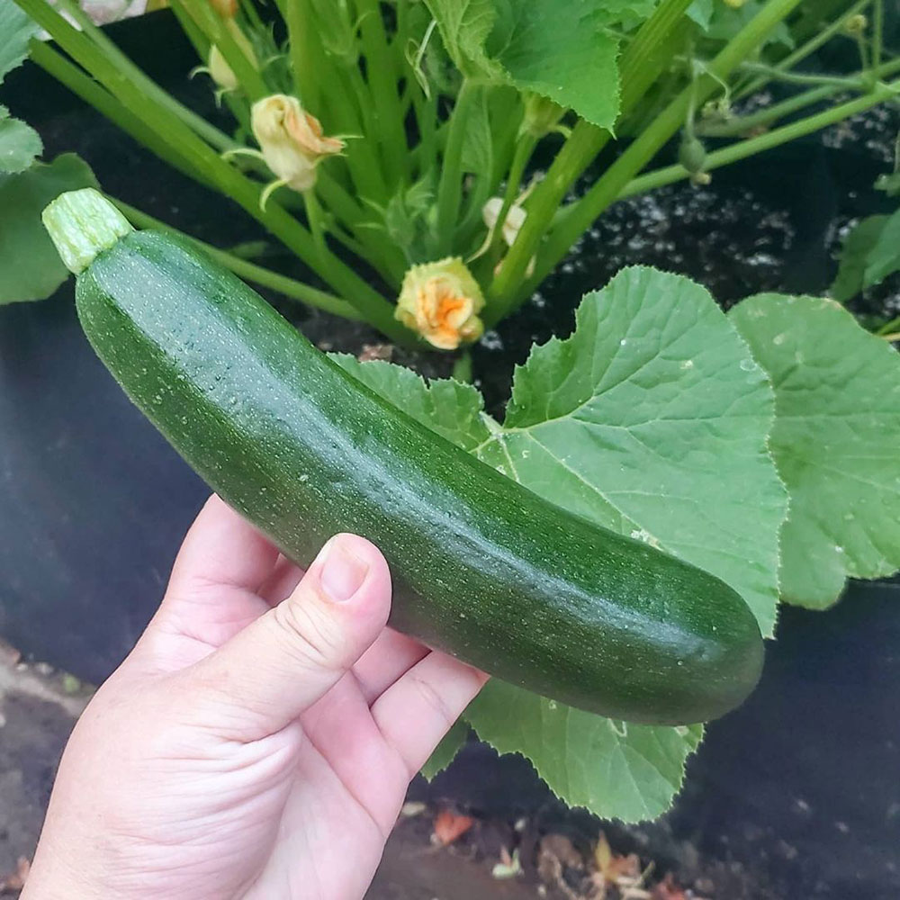 Black Beauty Zucchini Squash Seed - Caudill Seed Company