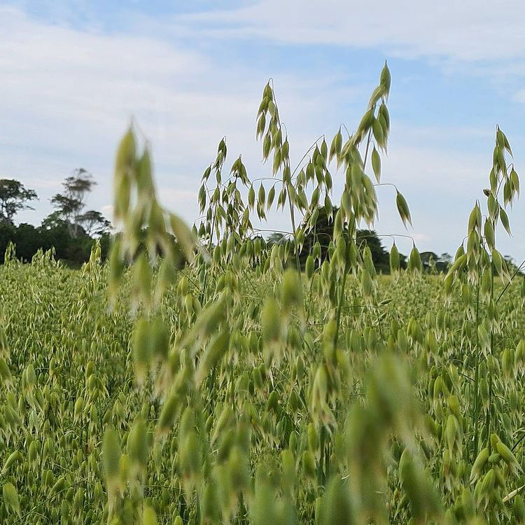 Bob Winter Oat Seed - Caudill Seed Company