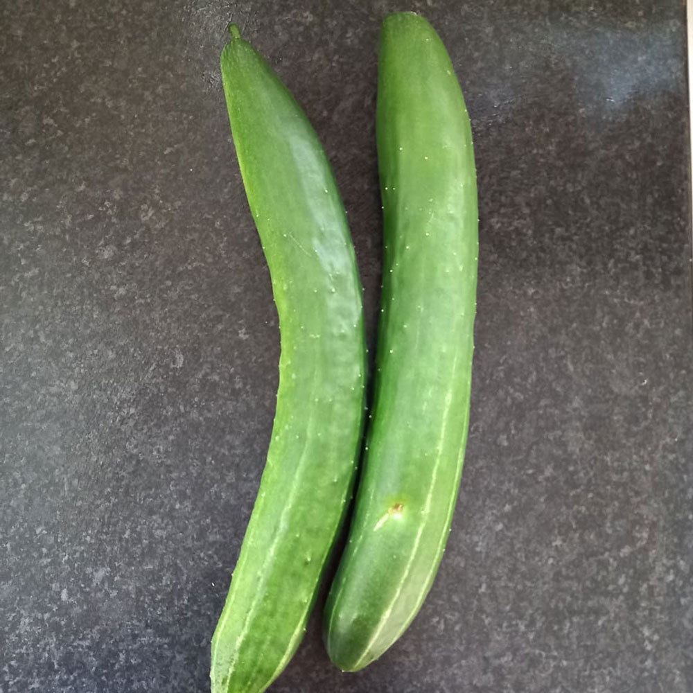 Caudill Seed Cucumber Seed Wholesale & Bulk