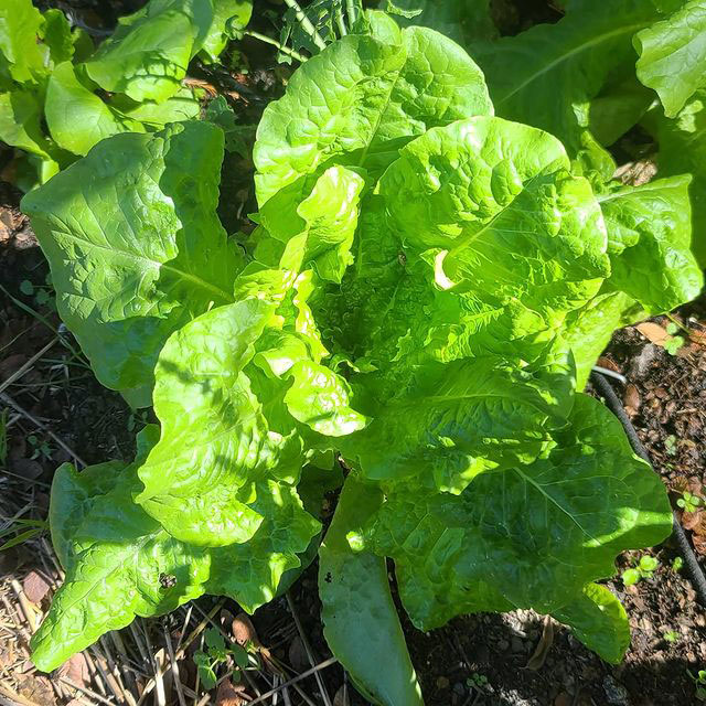 Buttercrunch Lettuce Seed - Caudill Seed Company