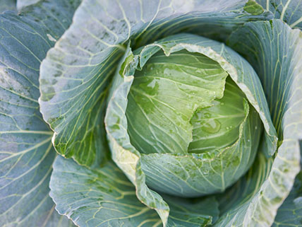 Cabbage Seed - Wholesale & Bulk