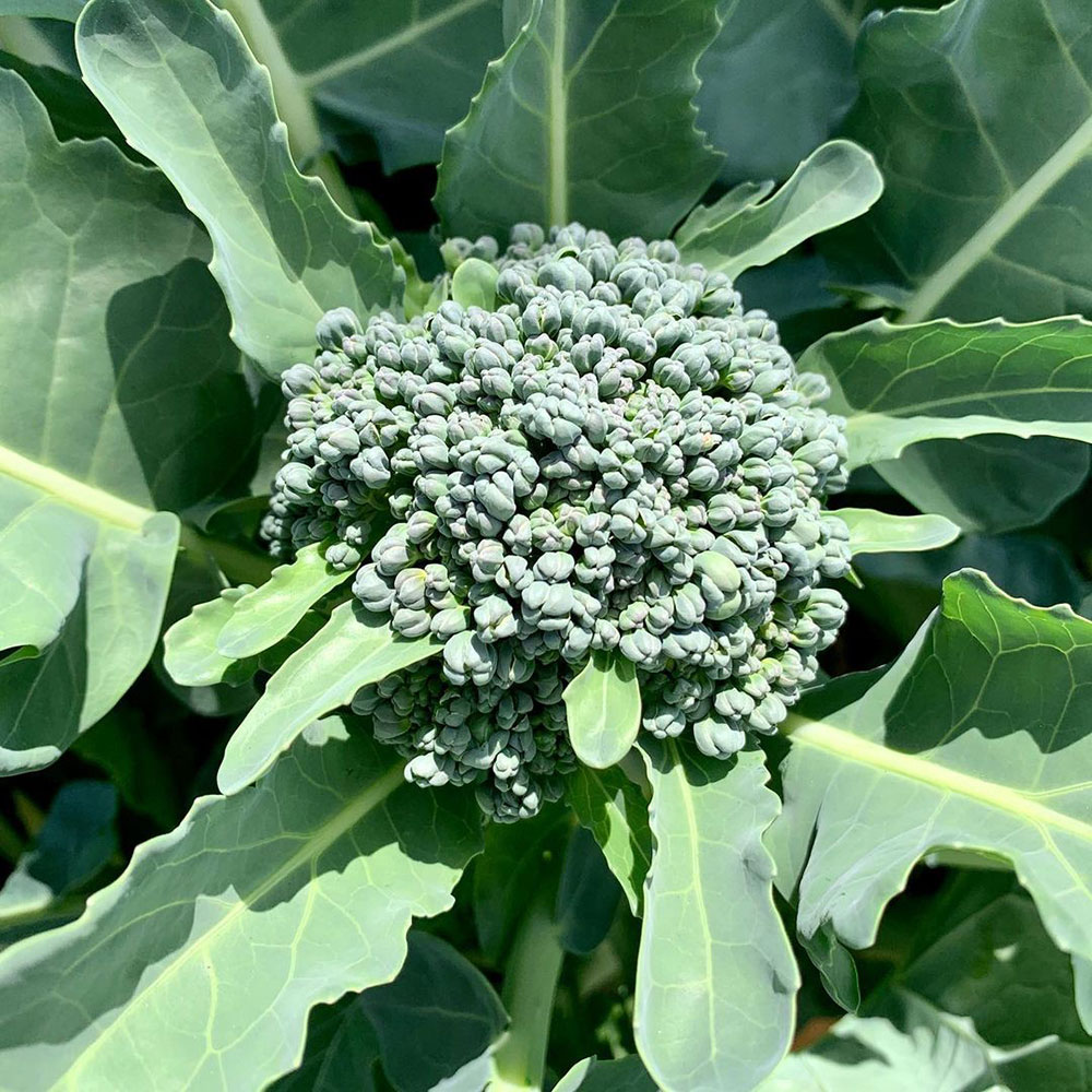 Calabrese Broccoli Seed - Caudill Seed Company