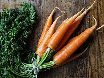 Carrot Seed - Wholesale & Bulk