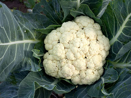 Cauliflower Seed - Wholesale & Bulk
