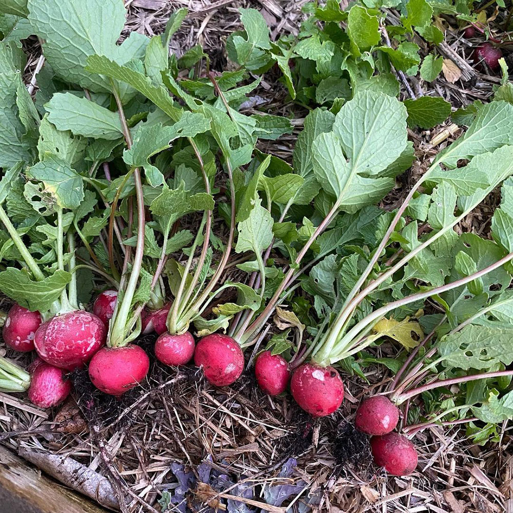 Cherry Belle Radish Seed - Caudill Seed Company