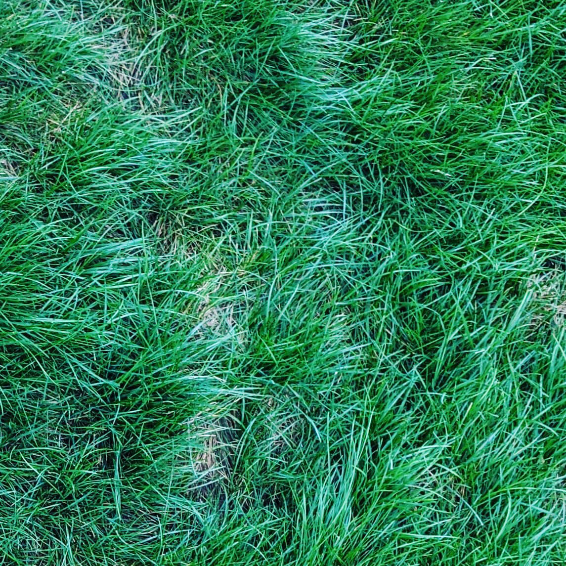 Chewings fescue clearance