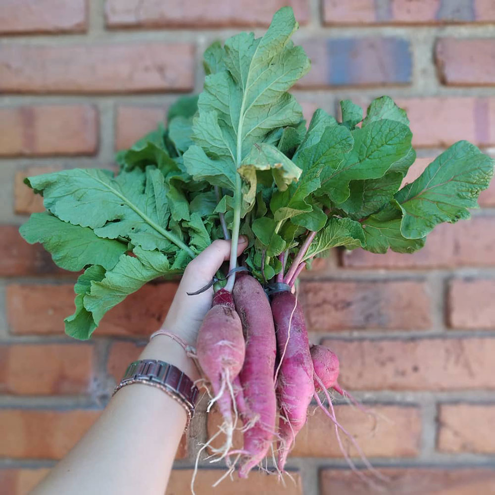 China Rose Radish Seed - Caudill Seed Company