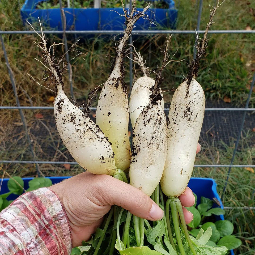 China White Radish Seed - Caudill Seed Company
