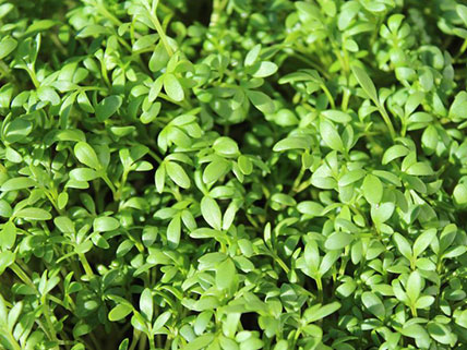Cress Seed - Wholesale & Bulk