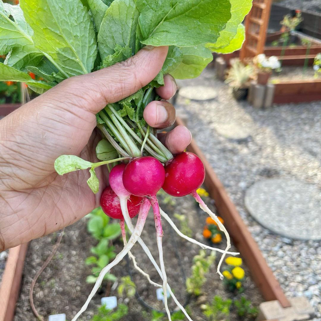 Crimson Giant Radish Seed - Caudill Seed Company