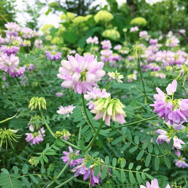 Crownvetch Seed (55lb)  - Caudill Seed Company