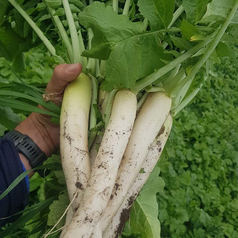 Daikon Radish Seed - Caudill Seed Company