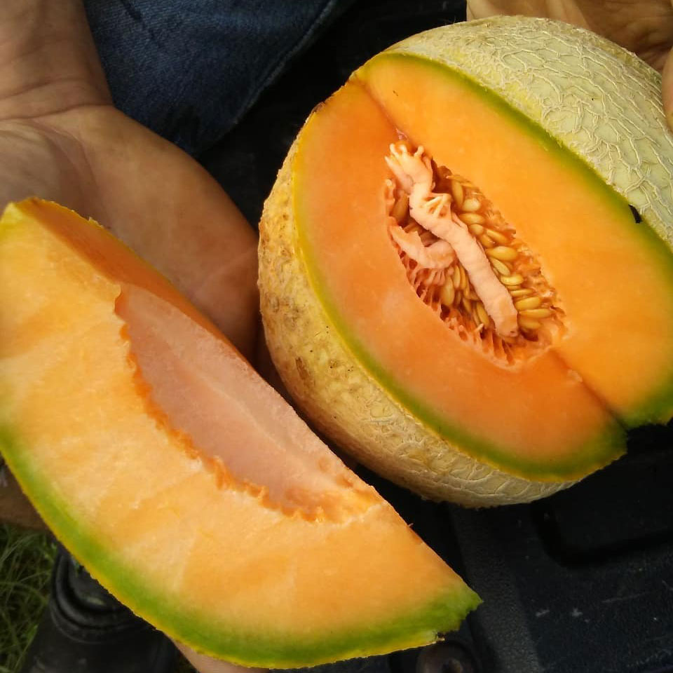 Delicious 51 Cantaloupe Seed - Caudill Seed Company