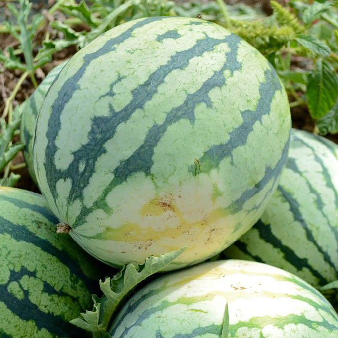 Dixie Queen Watermelon Seed - Caudill Seed Company