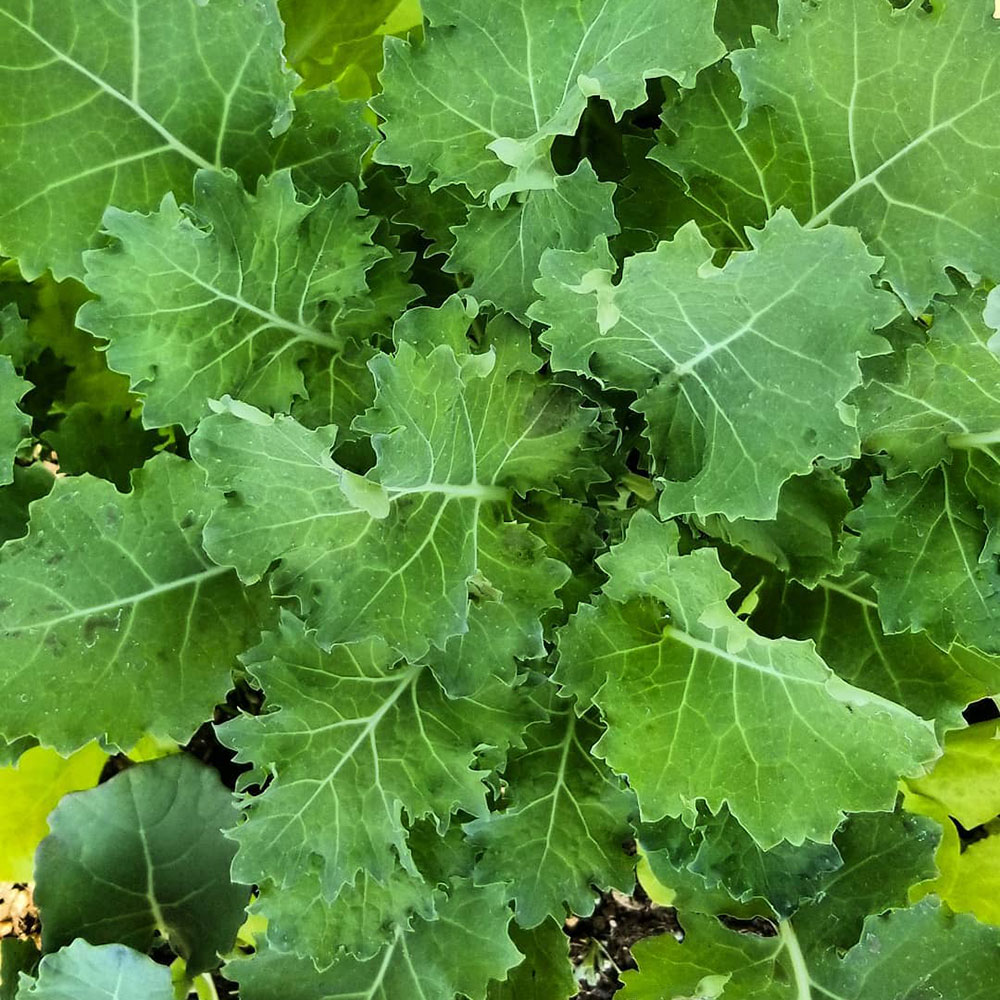 Dwarf Siberian Improved Kale Seed - Caudill Seed Company