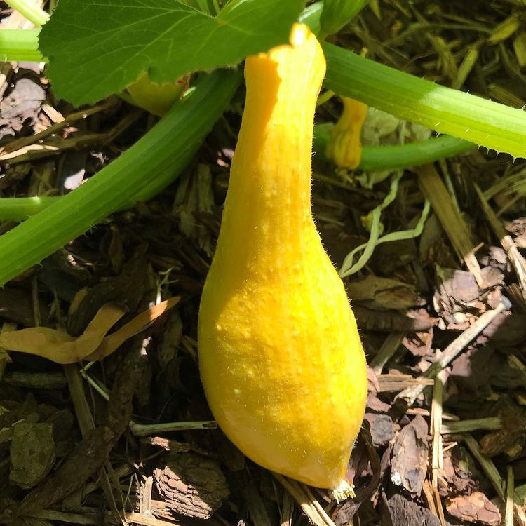 Early Summer Crookneck Squash Seed - Caudill Seed Company