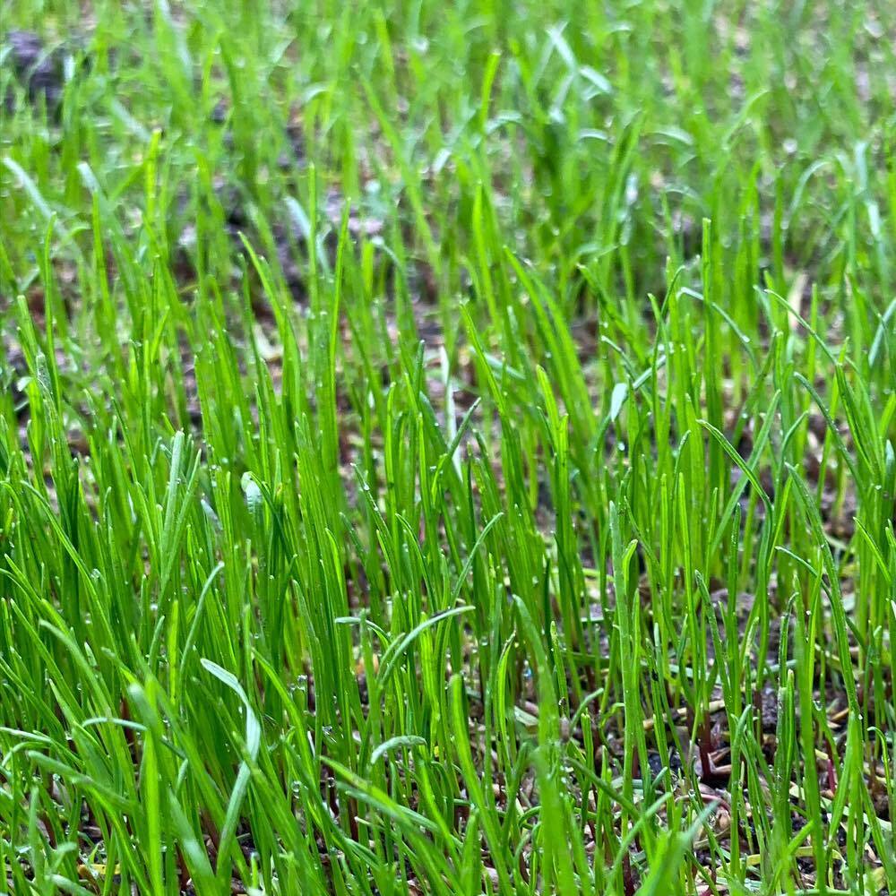 Excellence Perennial Ryegrass Seed - Caudill Seed Company