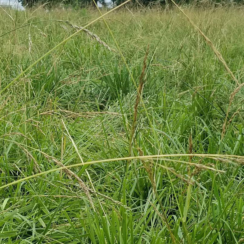 Fawn Tall Fescue - Caudilil Seed Company