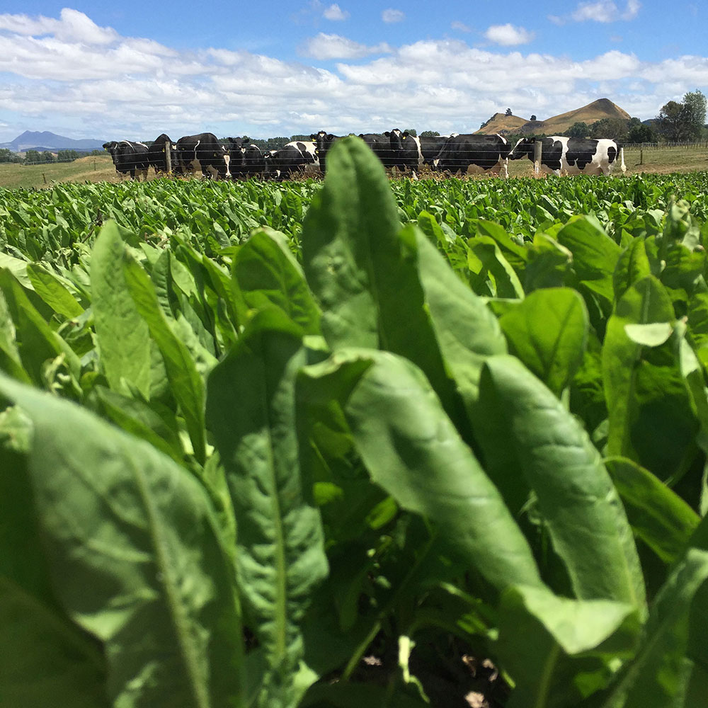 Forb Feast Southern Chicory Seed - Caudill Seed Company