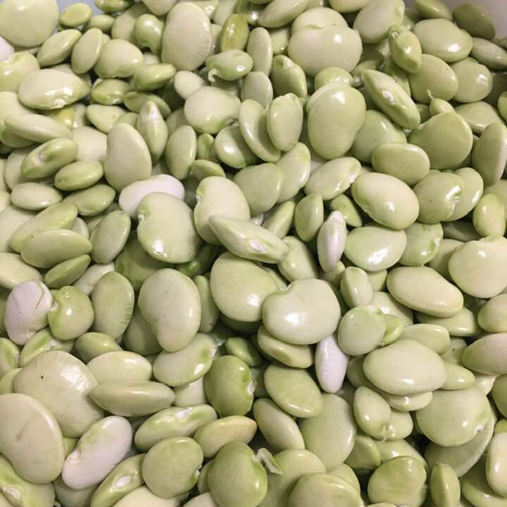 Caudill Seed Fordhook 242 Bush Lima Bean Seed Supplier