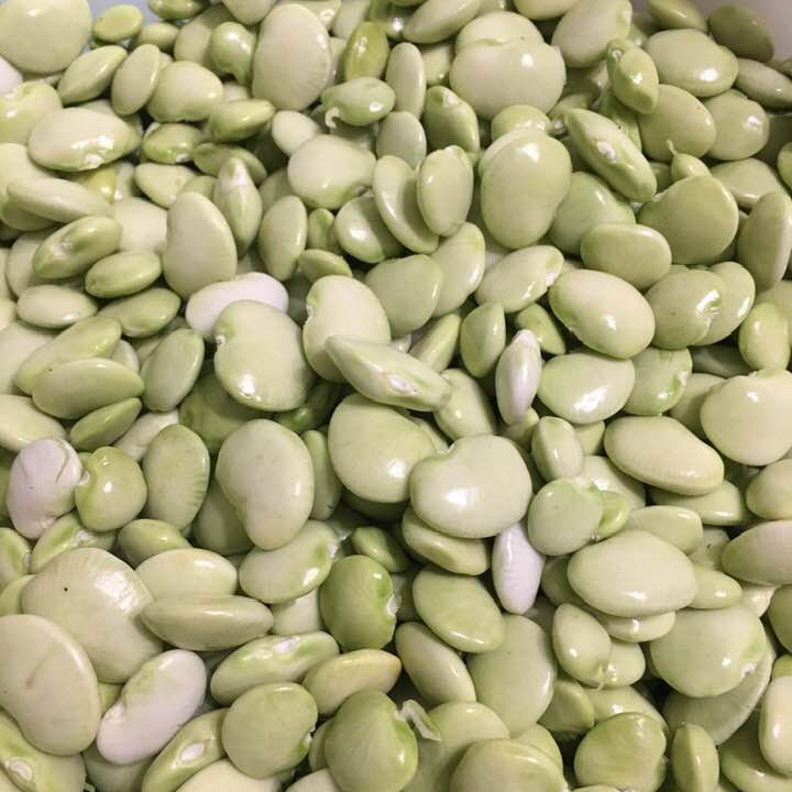 Fordhook 242 Bush Lima Bean Seed - Caudill Seed Company