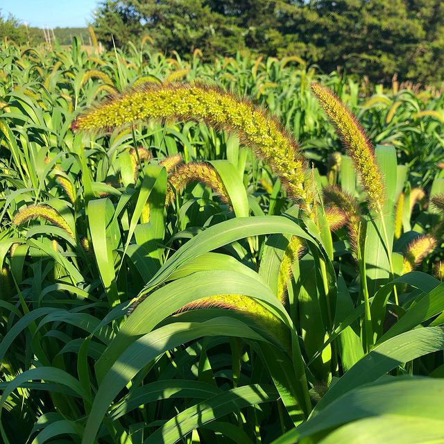 German Foxtail Millet - Caudill Seed Company
