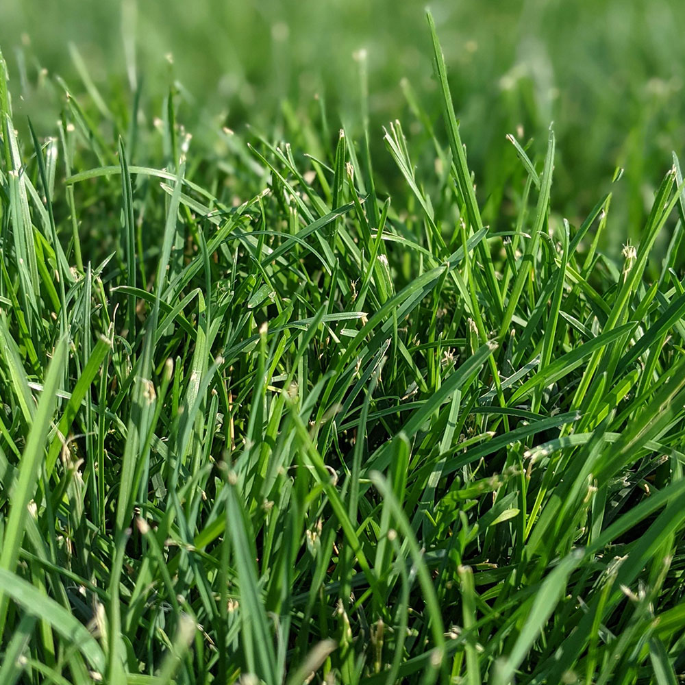 Caudill Seed Kentucky Bluegrass Seed Supplier