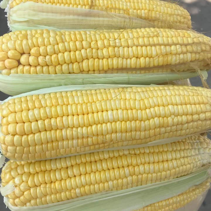 Golden Cross Bantam Sweet Corn Seed - Caudill Seed Company