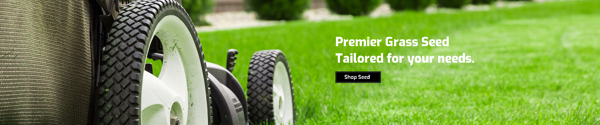 Wholesale Grass Seed