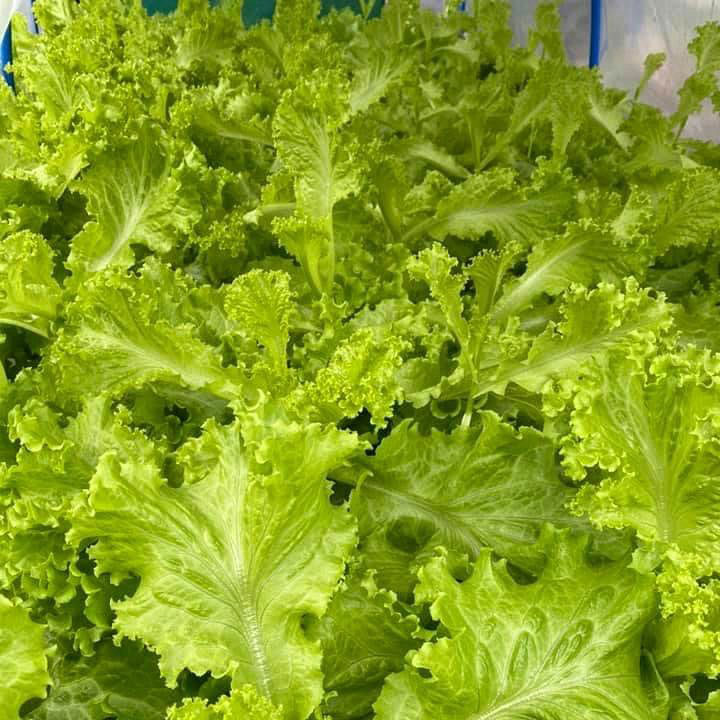 Green Ice Lettuce Seed - Caudill Seed Company