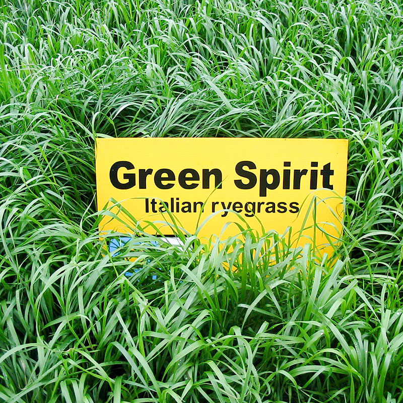 Green Spirit Italian Ryegrass Seed  - Caudill Seed Company