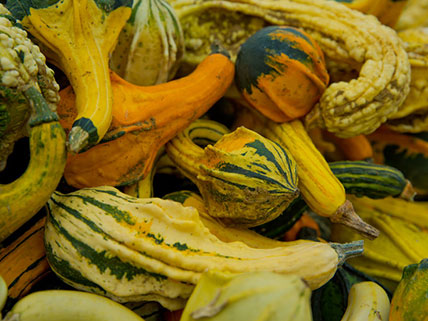 Guord Seeds - Wholesale & Bulk