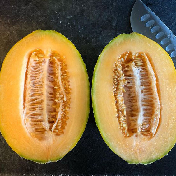 Hales Best Jumbo Cantaloupe Seed - Caudill Seed Company