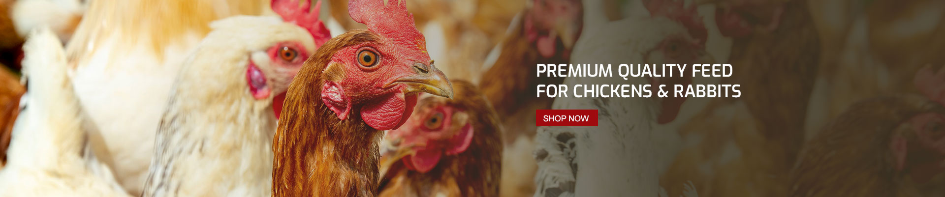 High Quality Chicken & Rabbit Feed