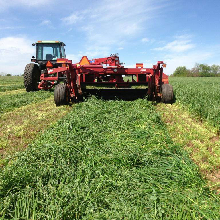 HLR Orchardgrass Seed - Caudill Seed Company
