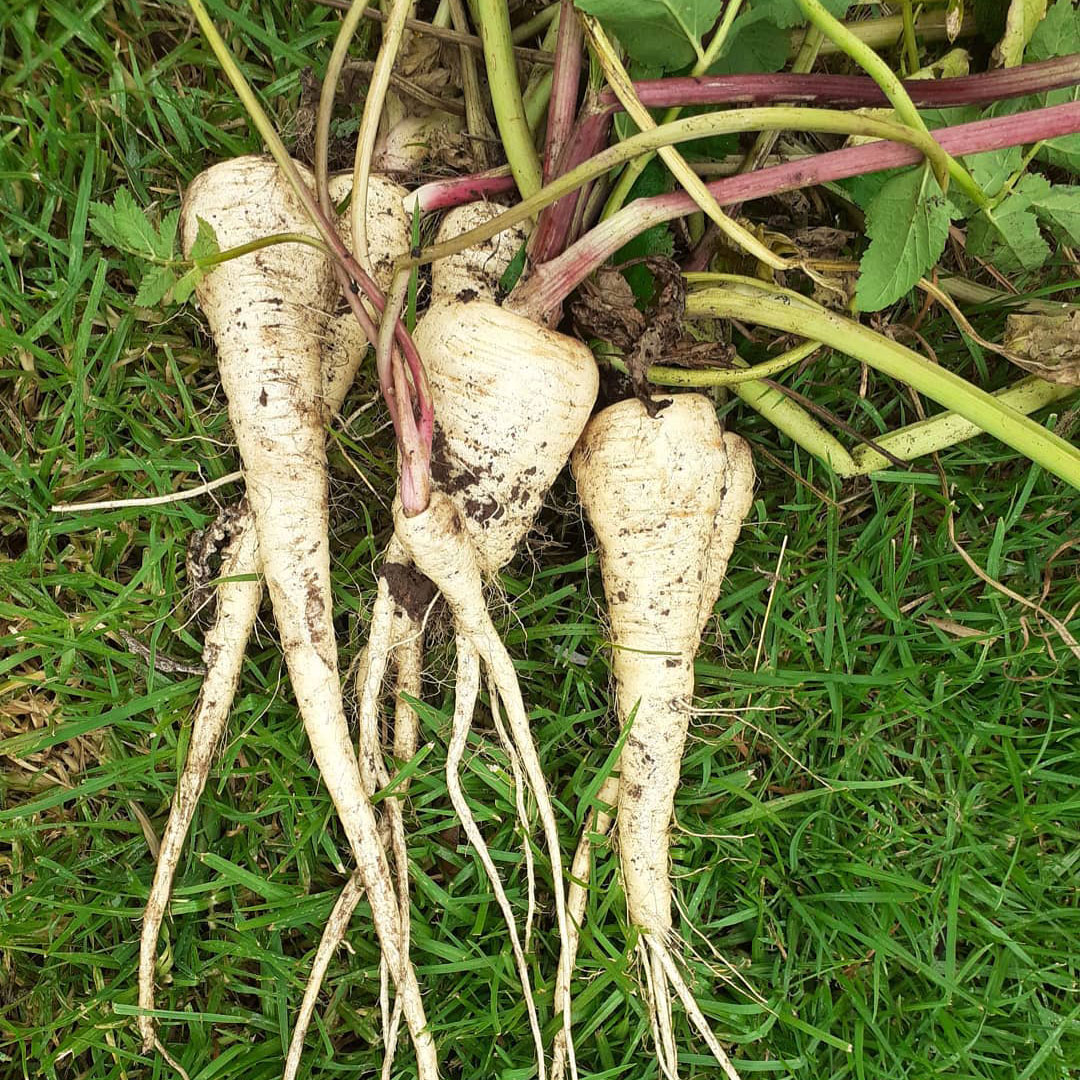 Hollow Crown Parsnip Seed - Caudill Seed Company