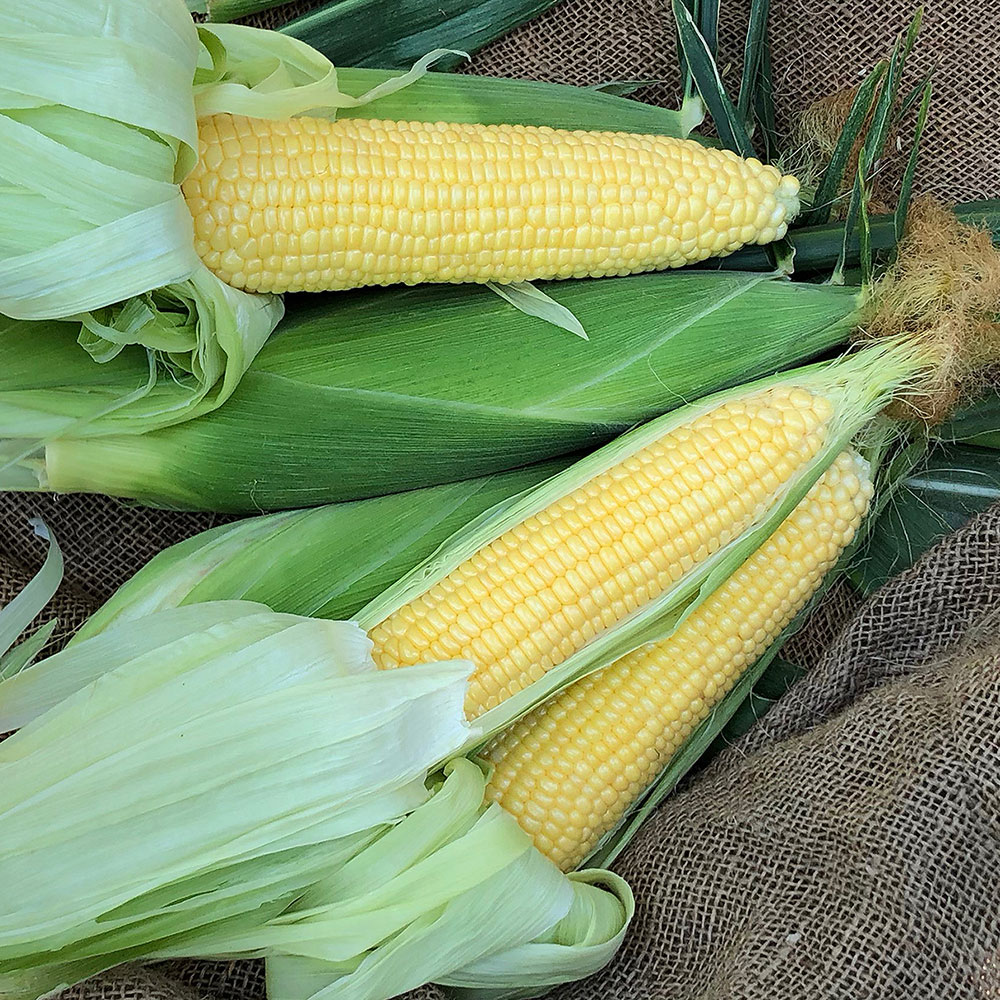 Incredible Sweet Corn - Caudill Seed Company