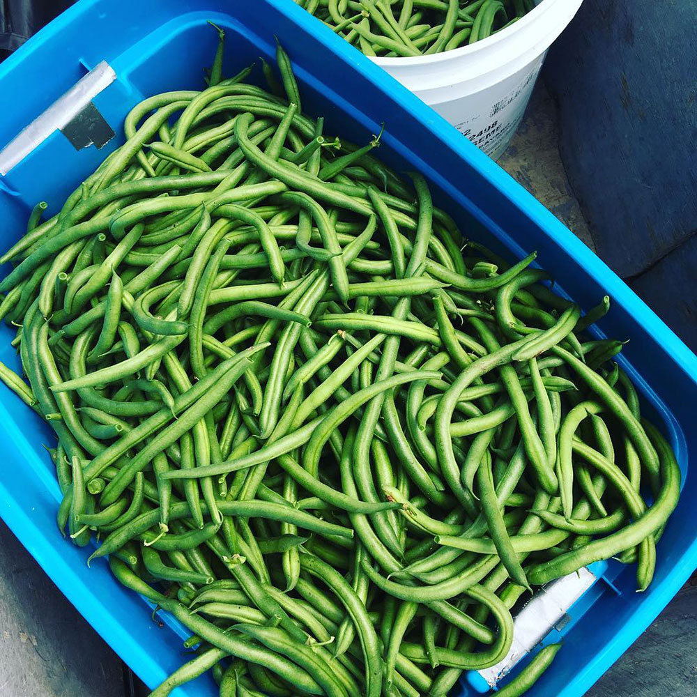Caudill Seed Jade Bush Green Bean Seed Supplier