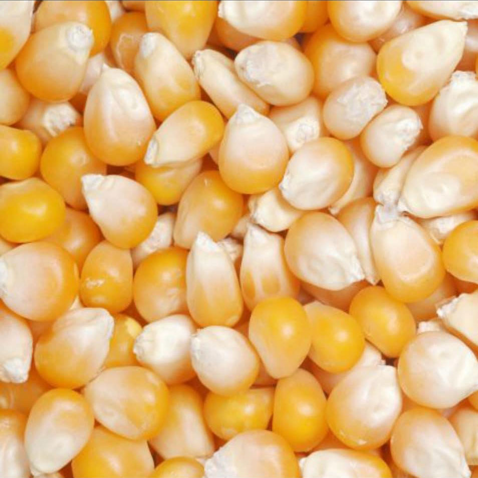 Japanese Hulless Popcorn Seed - Caudill Seed Company