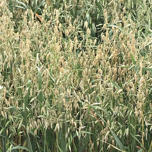 Jerry Spring Oat Seed - Caudill Seed Company