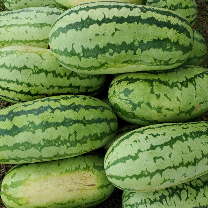 Jubilee Watermelon Seed - Caudill Seed Company