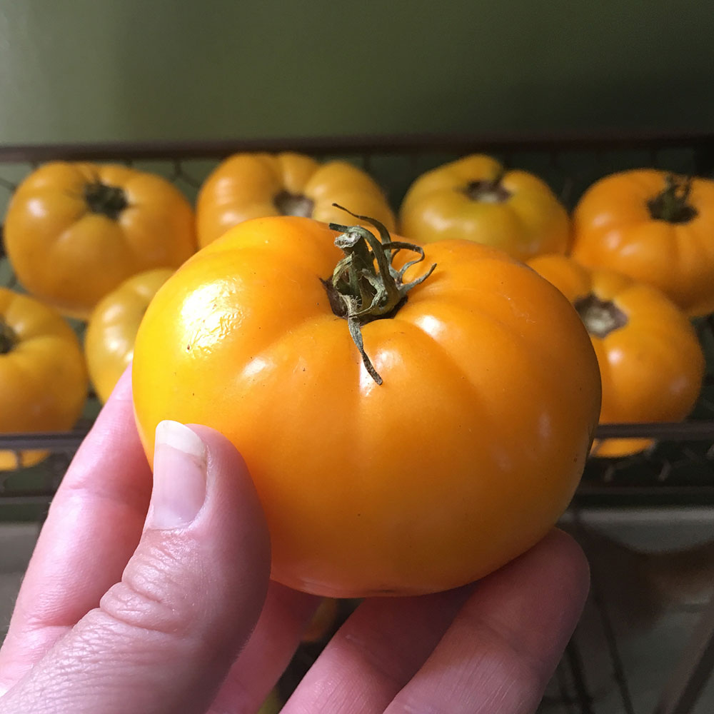 Jubilee Yellow Tomato Seed - Caudill Seed Company