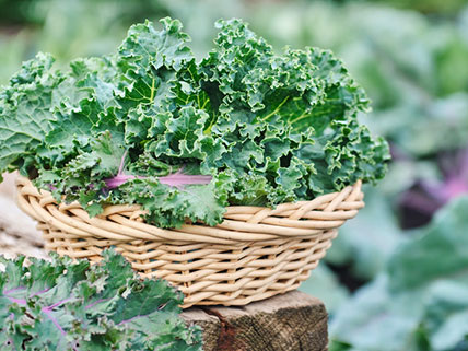 Kale Seeds - Wholesale & Bulk