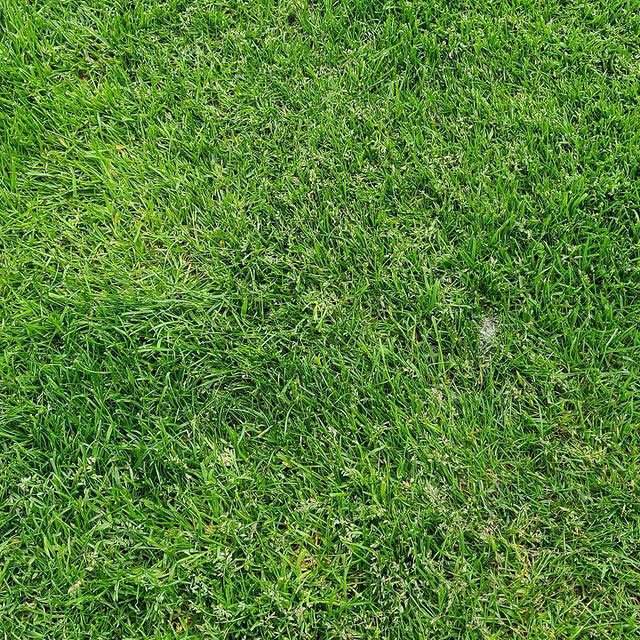 Kenblue Kentucky Bluegrass - Caudill Seed Company